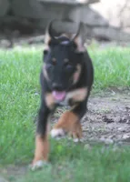 Zoey, a female German Shepherd Dog and Rottweiler for sale in Lansing, MI – 4 of 7