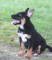 Zack, a male German Shepherd Dog and Rottweiler for sale in Lansing, MI – 3 of 8