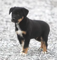 Jake, a male Australian Shepherd and Labrador Retriever for sale in Lansing, MI – Photo 3 of 3