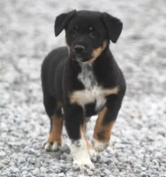 Jake, a male Australian Shepherd and Labrador Retriever for sale in Lansing, MI – Photo 2 of 3