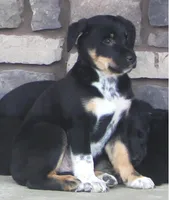 Jake, a male Australian Shepherd and Labrador Retriever for sale in Lansing, MI – Photo 1 of 3