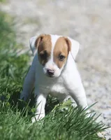 Honey, a female Jack Russell Terrier for sale in Lansing, MI – Photo 2 of 3