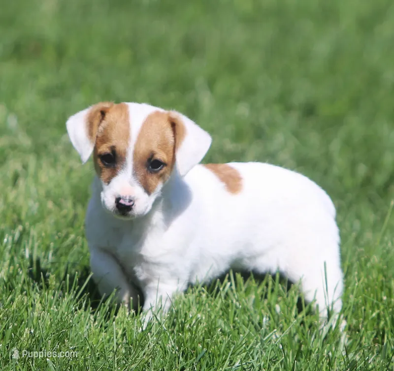 Honey – Jack Russell Terrier puppy for sale in Lansing, MI
