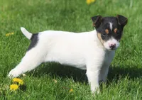 Leena, a female Jack Russell Terrier for sale in Lansing, MI – Photo 4 of 5