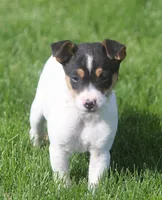 Leena, a female Jack Russell Terrier for sale in Lansing, MI – Photo 2 of 5
