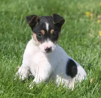 Leena, a female Jack Russell Terrier for sale in Lansing, MI – Photo 3 of 5