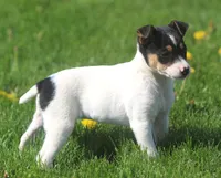 Leena, a female Jack Russell Terrier for sale in Lansing, MI – Photo 5 of 5