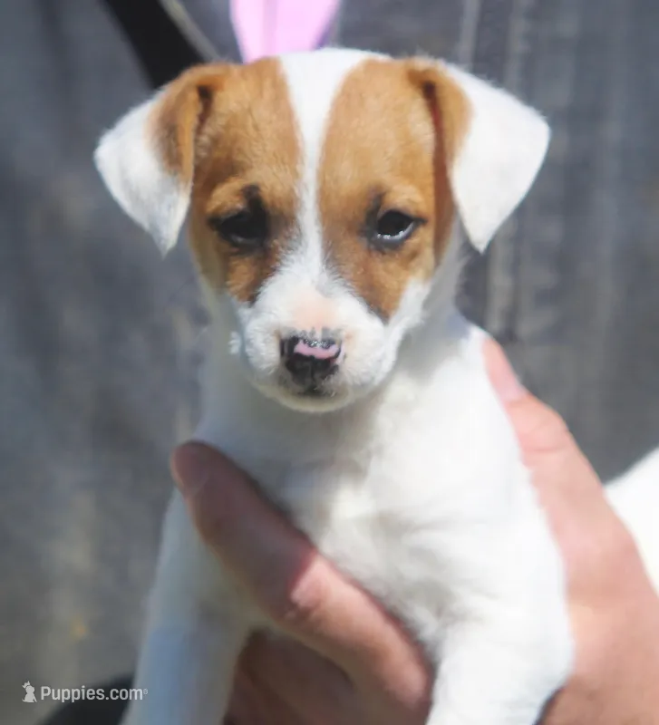 Honey – Jack Russell Terrier puppy for sale in Lansing, MI