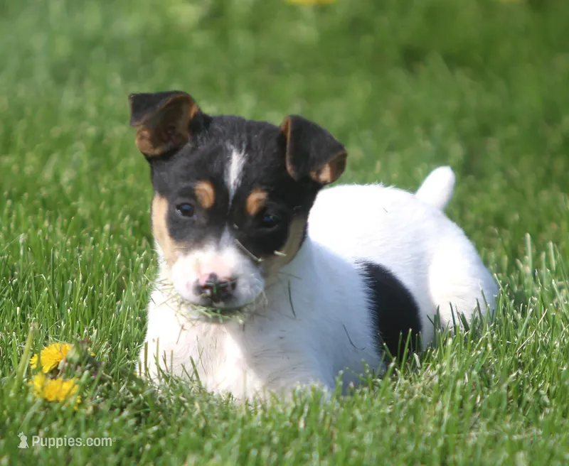 Leena – Jack Russell Terrier puppy for sale in Lansing, MI