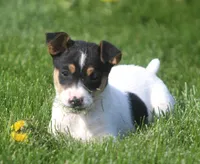 Leena, a female Jack Russell Terrier for sale in Lansing, MI – Photo 1 of 5