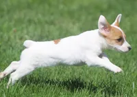 Honey, a female Jack Russell Terrier for sale in Lansing, MI – Photo 3 of 3