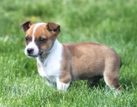 Jack, a male Jack Russell Terrier for sale in Lansing, MI – Photo 3 of 4
