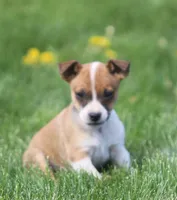 Jack, a male Jack Russell Terrier for sale in Lansing, MI – Photo 2 of 4