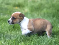 Jack, a male Jack Russell Terrier for sale in Lansing, MI – Photo 4 of 4