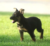 Roscoe, a male German Shepherd Dog and Rottweiler for sale in Lansing, MI – 5 of 10