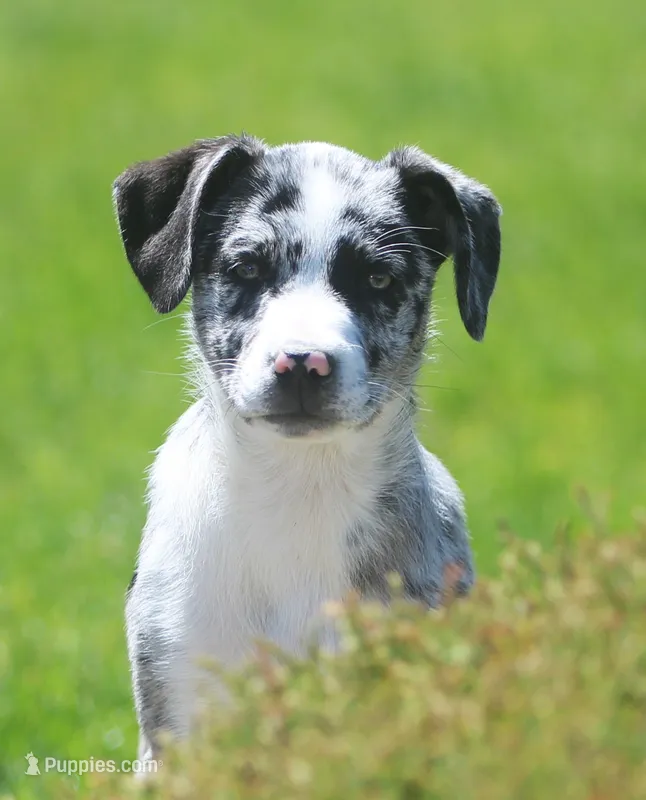 Zoey – Australian Shepherd, Labrador Retriever puppy for sale in Lansing, MI