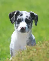 Zoey, a female Australian Shepherd and Labrador Retriever for sale in Lansing, MI – 2 of 7
