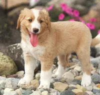 Casey, a male German Shepherd Dog and Golden Retriever for sale in Lansing, MI – 3 of 5