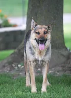 Blue, a male German Shepherd Dog and Rottweiler for sale in Lansing, MI – 9 of 9