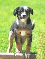 Joker, a female Australian Shepherd and Labrador Retriever for sale in Lansing, MI – 2 of 6