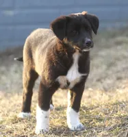 Beck, a male Australian Shepherd and Labrador Retriever for sale in Lansing, MI – Photo 2 of 4