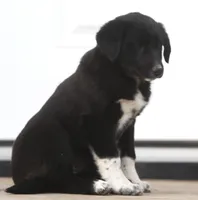 Beck, a male Australian Shepherd and Labrador Retriever for sale in Lansing, MI – Photo 3 of 4
