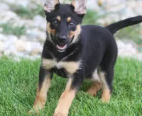 Jayne, a female German Shepherd Dog and Rottweiler for sale in Lansing, MI – 5 of 9