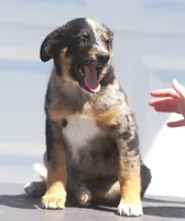 Joker, a female Australian Shepherd and Labrador Retriever for sale in Lansing, MI – 3 of 6
