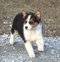 Jewels, a female Australian Shepherd and Labrador Retriever for sale in Lansing, MI – Photo 3 of 7