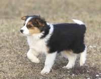 Jewels, a female Australian Shepherd and Labrador Retriever for sale in Lansing, MI – Photo 6 of 7