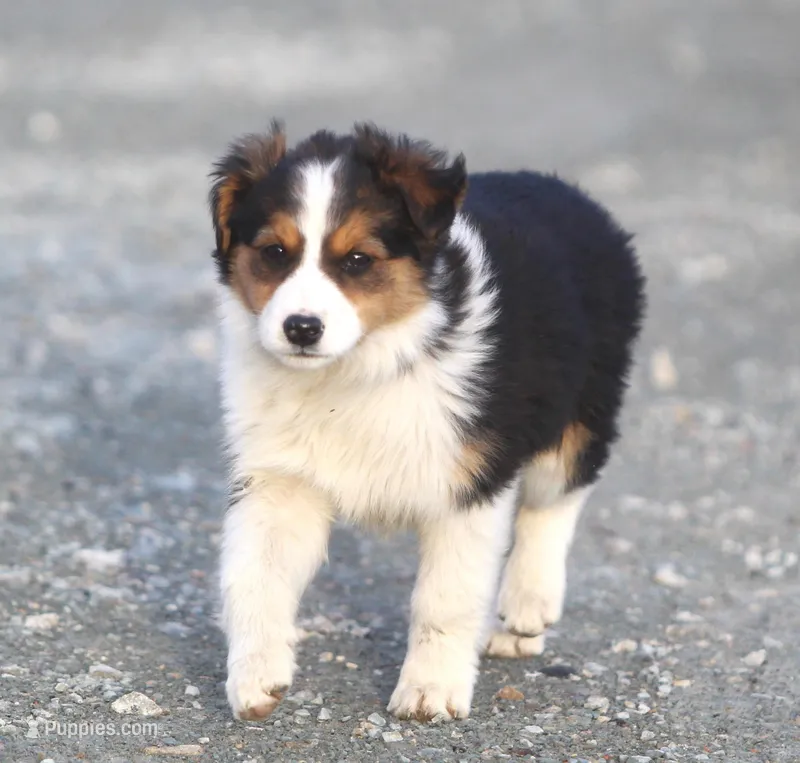 Jewels, a female Australian Shepherd and Labrador Retriever for sale in Lansing, MI – Photo 1 of 7