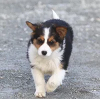 Jewels, a female Australian Shepherd and Labrador Retriever for sale in Lansing, MI – Photo 2 of 7