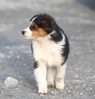 Jewels, a female Australian Shepherd and Labrador Retriever for sale in Lansing, MI – Photo 5 of 7