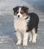 Jewels, a female Australian Shepherd and Labrador Retriever for sale in Lansing, MI – Photo 4 of 7
