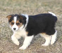 Jewels, a female Australian Shepherd and Labrador Retriever for sale in Lansing, MI – Photo 7 of 7