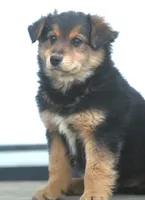 Ziggy, a male Australian Shepherd and Labrador Retriever for sale in Lansing, MI – Photo 2 of 5