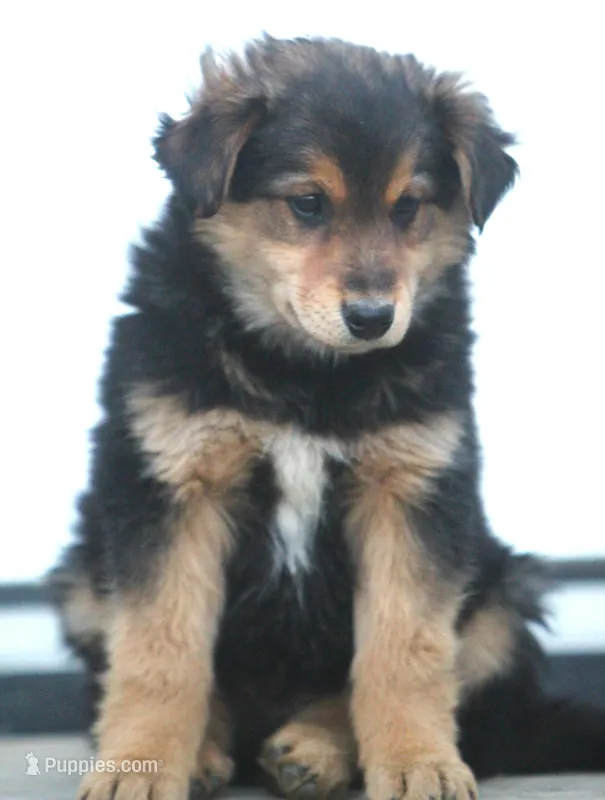 Ziggy, a male Australian Shepherd and Labrador Retriever for sale in Lansing, MI – Photo 1 of 5