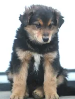 Ziggy, a male Australian Shepherd and Labrador Retriever for sale in Lansing, MI – Photo 1 of 5