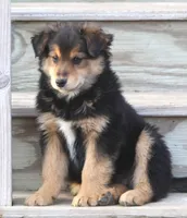 Ziggy, a male Australian Shepherd and Labrador Retriever for sale in Lansing, MI – Photo 4 of 5