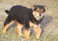 Ziggy, a male Australian Shepherd and Labrador Retriever for sale in Lansing, MI – Photo 3 of 5