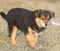 Ziggy, a male Australian Shepherd and Labrador Retriever for sale in Lansing, MI – Photo 5 of 5