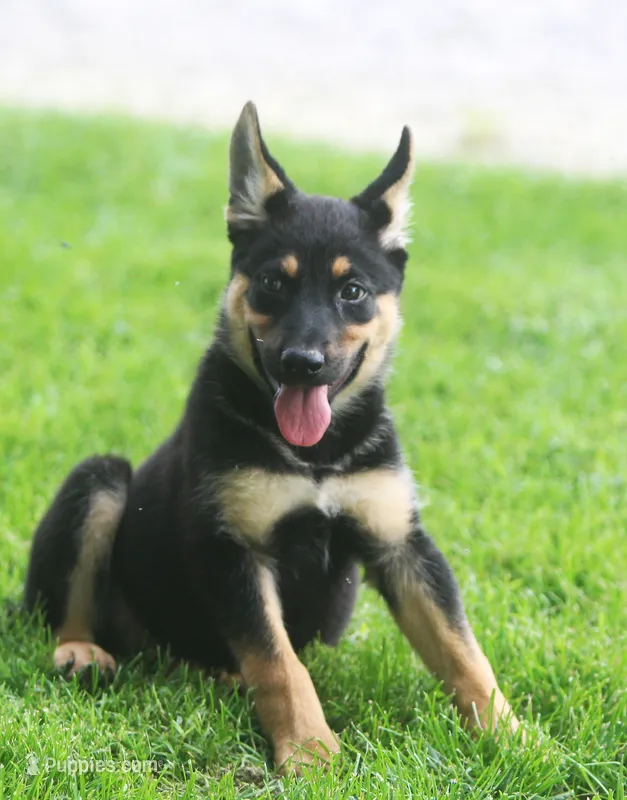 Jayne – German Shepherd Dog, Rottweiler puppy for sale in Lansing, MI