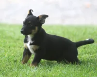 Blue, a male German Shepherd Dog and Rottweiler for sale in Lansing, MI – 3 of 9