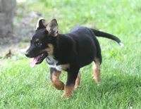Blue, a male German Shepherd Dog and Rottweiler for sale in Lansing, MI – 2 of 9