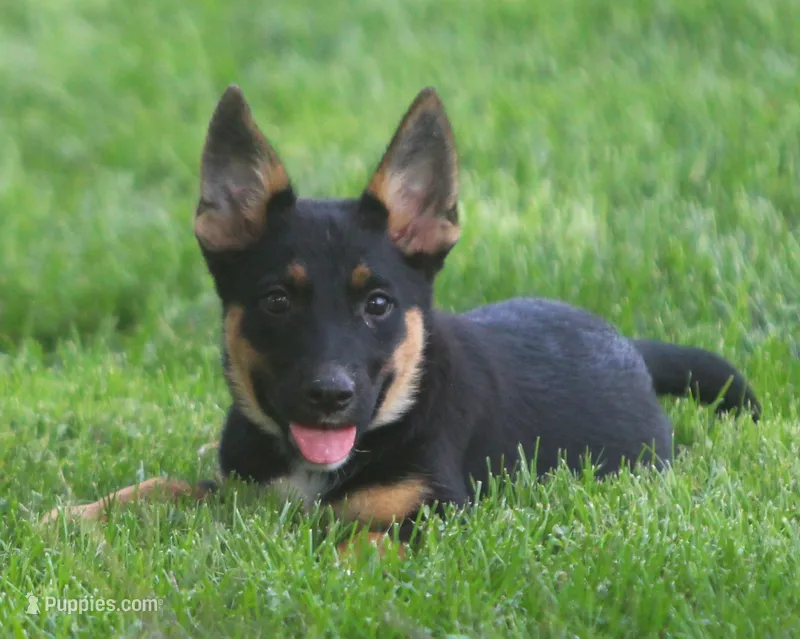 Lulu – German Shepherd Dog puppy for sale in Lansing, MI