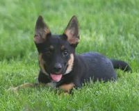 Lulu, a female German Shepherd Dog for sale in Lansing, MI – 1 of 8