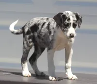 Zoey, a female Australian Shepherd and Labrador Retriever for sale in Lansing, MI – 3 of 7