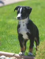 Luke, a male Australian Shepherd and Labrador Retriever for sale in Lansing, MI – 5 of 5