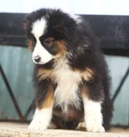 Jayne, a female Miniature Australian Shepherd for sale in Lansing, MI – Photo 1 of 3