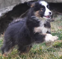 Jayne, a female Miniature Australian Shepherd for sale in Lansing, MI – Photo 2 of 3